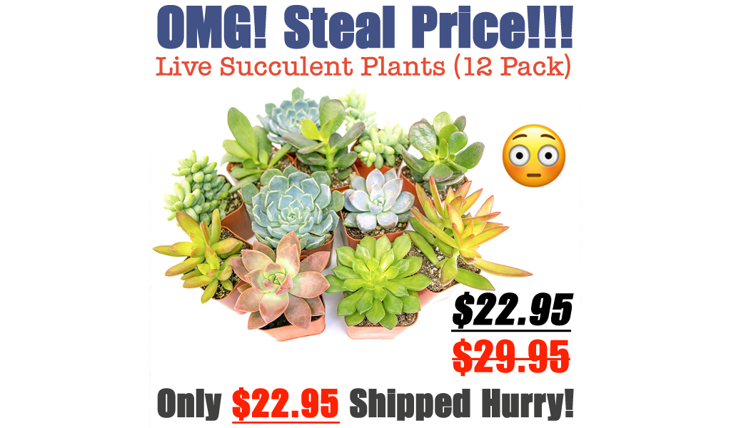 Live Succulent Plants (12 Pack) Only $22.95 Shipped on Amazon (Regularly $29.95)