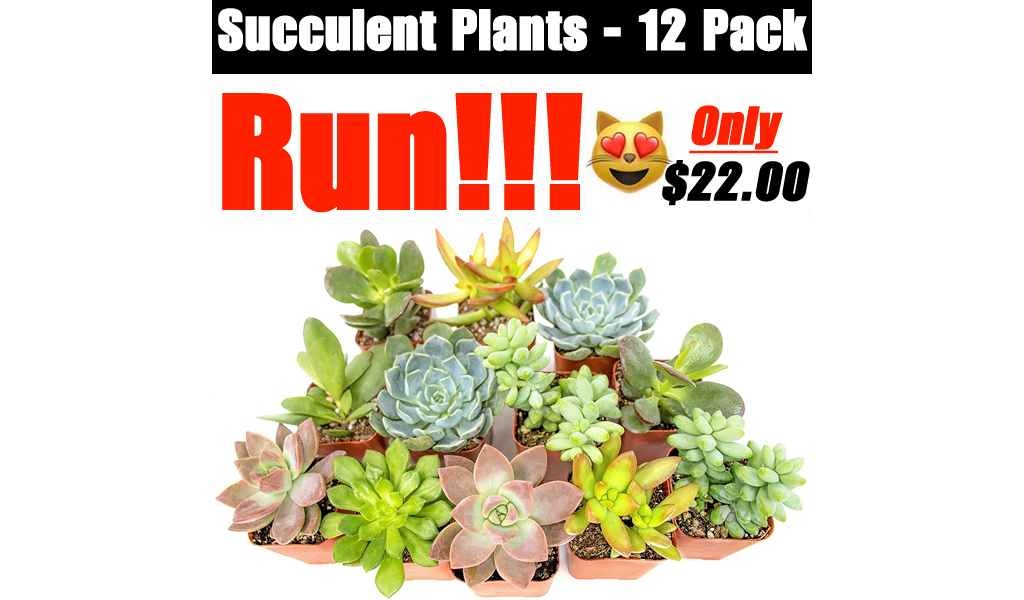 Succulent Plants - 12 Pack Only $22.00 Shipped on Amazon (Regularly $29.99)