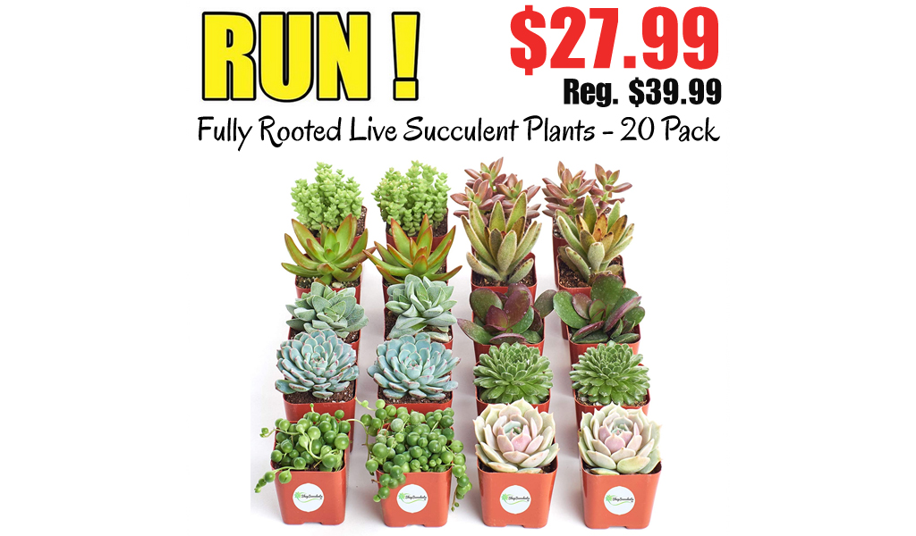 Fully Rooted Live Succulent Plants - 20 Pack Only $27.99 Shipped on Amazon (Regularly $39.99)
