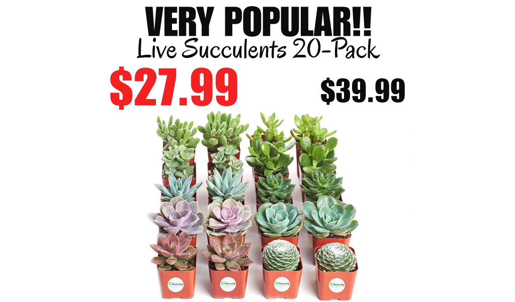 Live Succulents 20-Pack Only $27.99 Shipped on Amazon (Regularly $39.99)