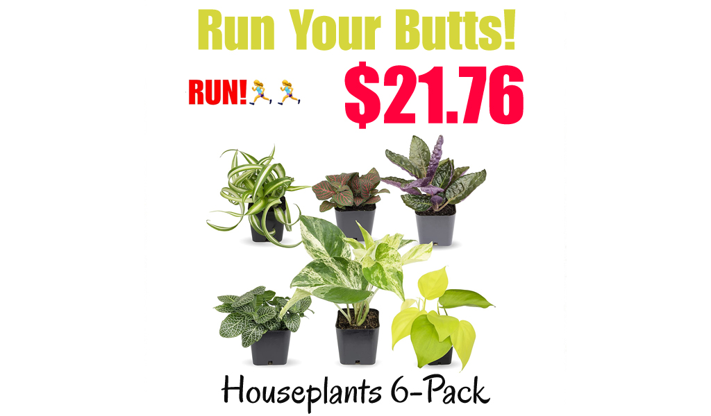 Houseplants 6-Pack Only $21.76 Shipped on Amazon