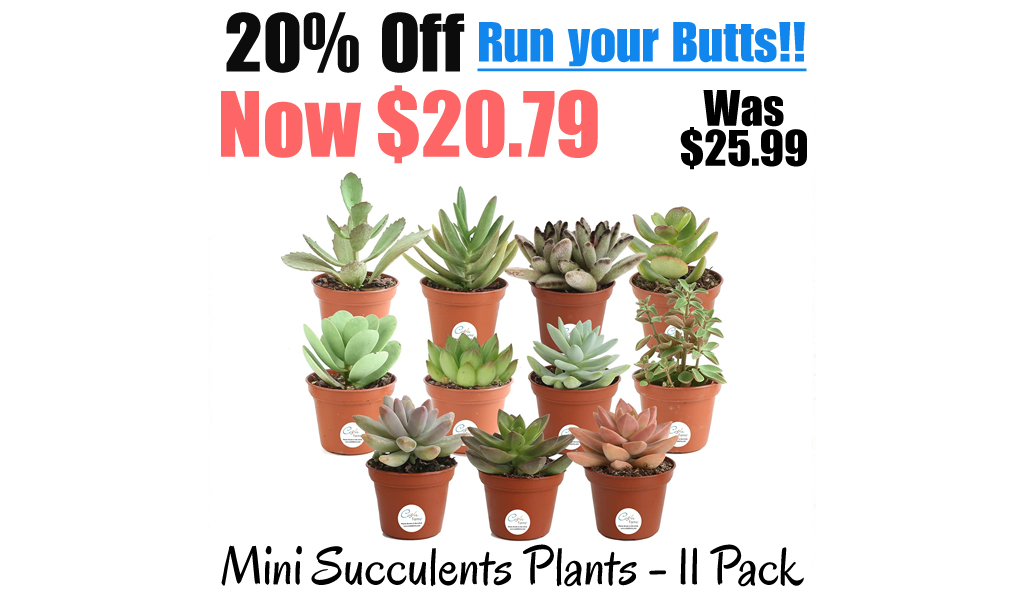 Mini Succulents Plants - 11 Pack Only $20.79 Shipped on Amazon (Regularly $25.99)