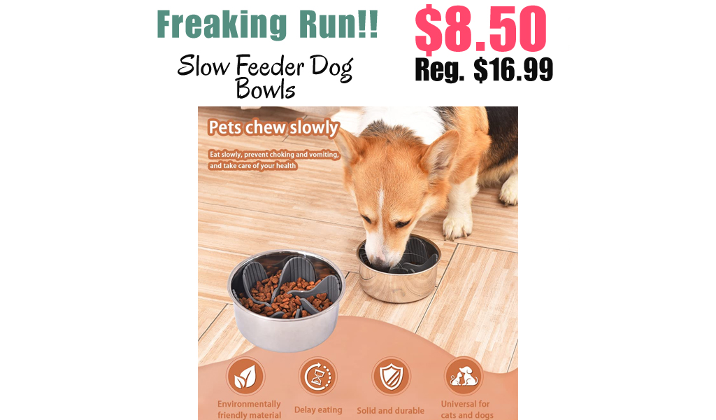Slow Feeder Dog Bowls Only $8.50 Shipped on Amazon (Regularly $16.99)