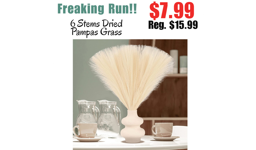 6 Stems Dried Pampas Grass Only $7.99 Shipped on Amazon (Regularly $15.99)