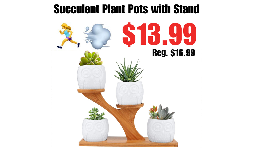 Succulent Plant Pots with Stand Just $13.99 Shipped on Amazon (Regularly $16.99)