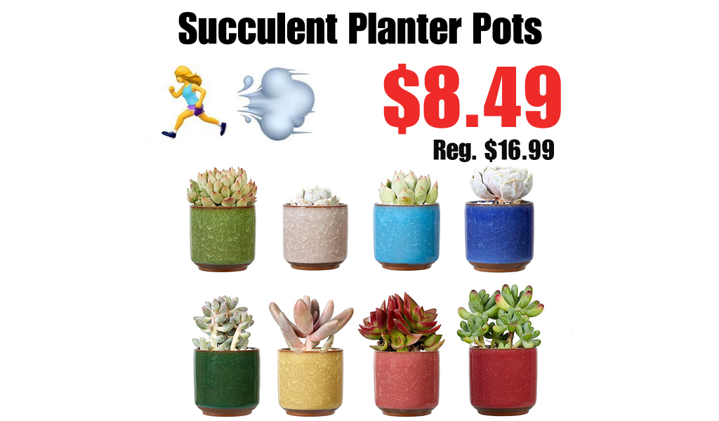 Succulent Planter Pots Only $8.49 Shipped on Amazon (Regularly $16.99)