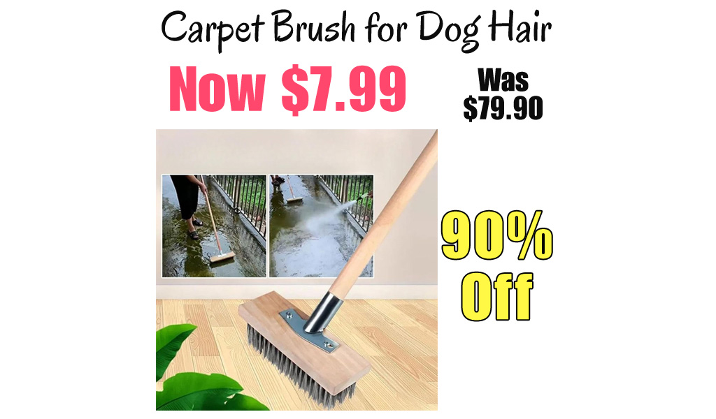 Carpet Brush for Dog Hair Only $7.99 Shipped on Amazon (Regularly $79.90)