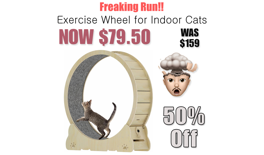 Cat Exercise Wheel for Indoor Cats Only $79.50 Shipped on Amazon (Regularly $159)